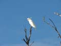 Sulphur Crested Cockatoo